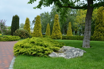 trees in park
