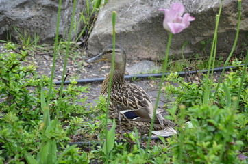 duck in the grass