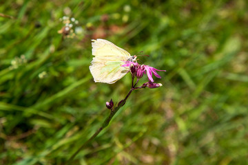 Zitronenfalter - Schmetterling - Falter - gelb