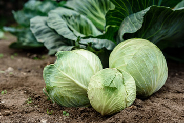 Picking fresh cabbage by hand with a knife. Harvesting cabbage.
