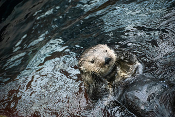 Portrait of baby otter resting and smiling in water