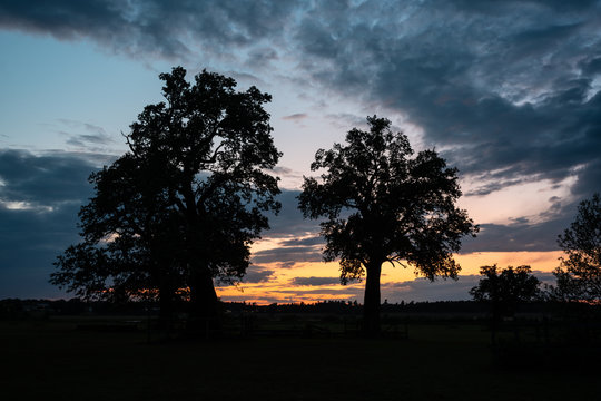Silhouettes of knotty oak trees against a pink sunset sky