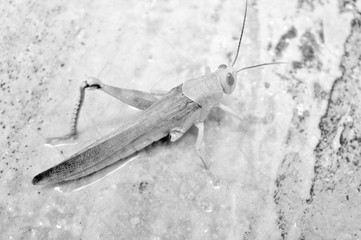 Obraz premium grasshopper