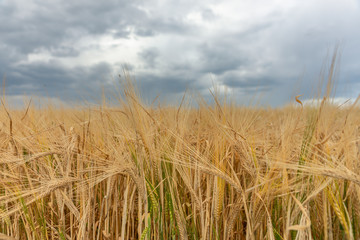 Yellow field of rye against a gray overcast sky