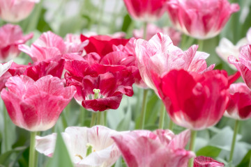 Beautiful Blooming Red and Pink Tulips in the garden 