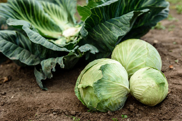 Picking fresh cabbage by hand with a knife. Harvesting cabbage.