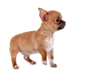 Obraz premium chihuahua in studio