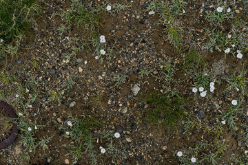 The texture of fine stone on the ground with grass and flowers. Background Image Macro Photography
