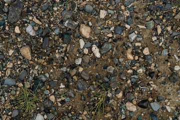 The texture of fine stone on the ground with grass and flowers. Background Image Macro Photography