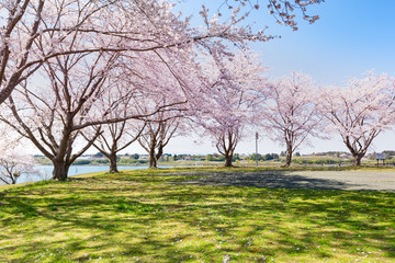 長沼フートピア公園の満開の桜並木