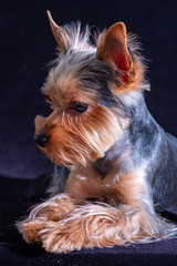 Yorkshire Terrier, dog pet, puppy beloved friend