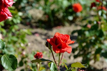 red rose in the garden
