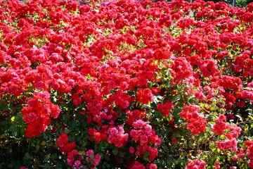 red roses in the garden