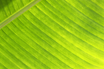 Palm leaf texture. Green tropical plant background with natural pattern