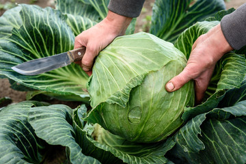 Female hands that harvest a cabbage growing in the garden.