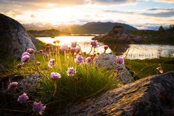 Flowers growing out of rock at a lake in front of a beautiful sunset in northern norway - obrazy, fototapety, plakaty