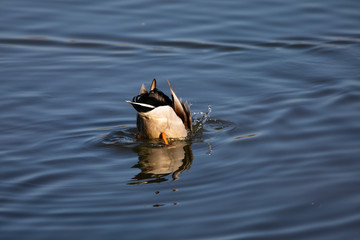 ánade real o azulón (Anas platyrhynchos)​  en el Parc Natural dels Aiguamolls de l'Empordà,...