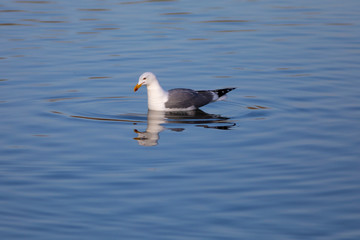 Fototapeta na wymiar Gaviota argéntea (Larus argentatus) nadando en un lago