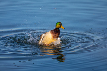 &aacute;nade real o azul&oacute;n (Anas platyrhynchos)​  en el Parc Natural dels Aiguamolls de l'Empord&agrave;, Castell&oacute; d'Emp&uacute;ries, Girona. Catalunya.