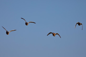 Ánades reales (Anas platyrhynchos) volando