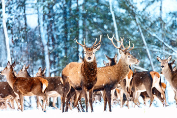 Naklejka na ściany i meble Artistic winter christmas nature image. Winter wildlife landscape with noble deers Cervus Elaphus. Many deers in winter.