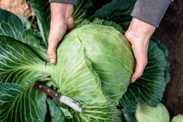 Female hands that harvest a cabbage growing in the garden. - obrazy, fototapety, plakaty