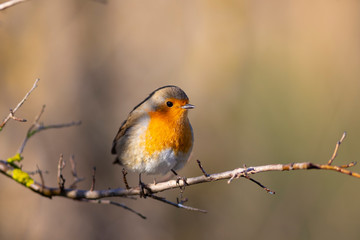 Petirrojo europeo (Erithacus rubecula)