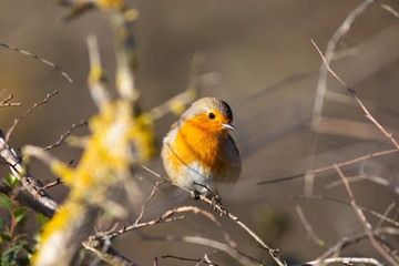 Petirrojo europeo (Erithacus rubecula)