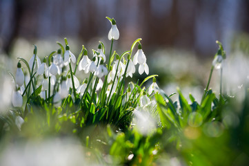 Snowdrop or common snowdrop (Galanthus nivalis) flowers.Snowdrops after the snow has melted. In the...