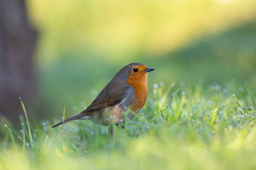 Petirrojo europeo (Erithacus rubecula) en el Parque Natural dels Aiguamolls de L'Empordà, Castelló d'Empúries, Girona, Catalunya.