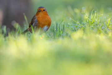 Petirrojo europeo (Erithacus rubecula) en el Parque Natural dels Aiguamolls de L'Empordà, Castelló d'Empúries, Girona, Catalunya.