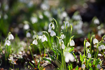 Snowdrop or common snowdrop (Galanthus nivalis) flowers.Snowdrops after the snow has melted. In the...