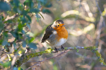 Petirrojo europeo (Erithacus rubecula)