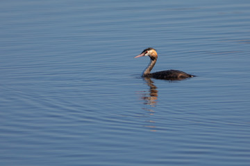 Somormujo lavanco (Podiceps cristatus) en el Parc Natural del Aiguamolls de l'Empordà, Castelló d'Empúries, Girona, Catalunya