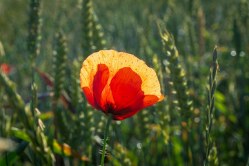 Beautiful red and yellow poppy flower