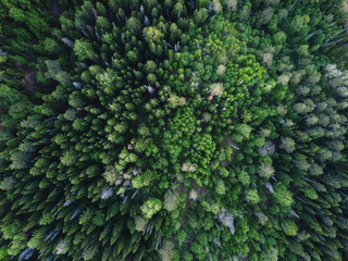 Drone view on green forest