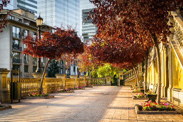Colorful red trees in autumn in a nice park in santiago de chile during orange sunset light