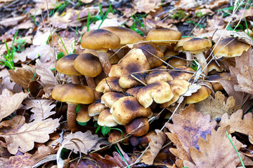 Autumn mushrooms growing in natural natural conditions, gifts of nature in the autumn forest, close-up.