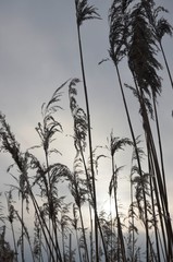Obraz premium Dry reeds on a frozen snowy lake, dry inflorescences covered with hoarfrost and gray sky. Snowy wintertime cloudy day. Gray Background.