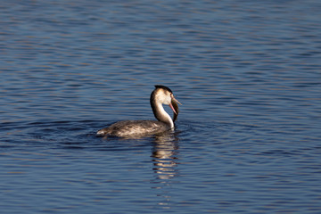Somormujo lavanco (Podiceps cristatus) comiendose un pez en el Parc Natural del Aiguamolls de l'Empordà, Castelló d'Empúries, Girona, Catalunya