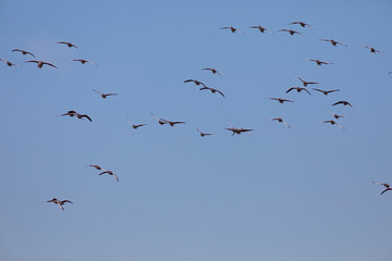Bandada de ánsares comunes (anser anser) volando