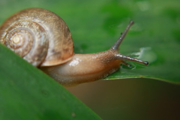 snail on green leaf
