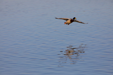 Ánade real (Anas platyrhynchos) macho volando sobre un lago