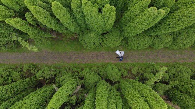 Aerial view Walk brides between fabulous Thuya trees. The view from the drone brides walk in the Park