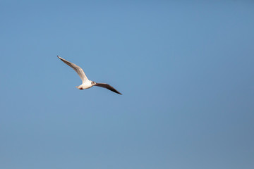Gaviota reidora​ (Chroicocephalus ridibundus volando en una playa