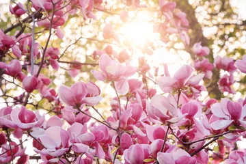 Gordijnen Blooming magnolia tree. Pink magnolias in spring day. © Magryt