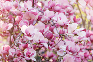 Blooming magnolia tree. Pink magnolias in spring day.