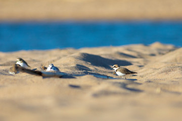 Chorlitejo patinegro (Charadrius alexandrinus) en una playa del Mediterráneo