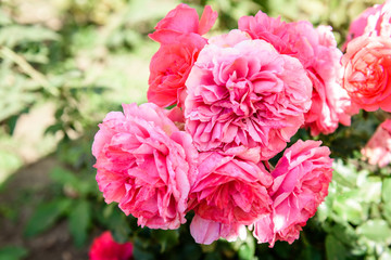  Pink roses growing in garden.