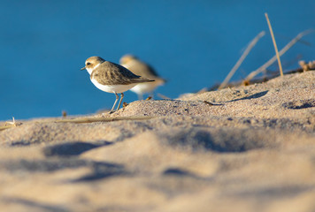 Chorlitejo patinegro (Charadrius alexandrinus) en una playa del Mediterráneo